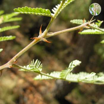 Mimosa grahamii leaves and thorns