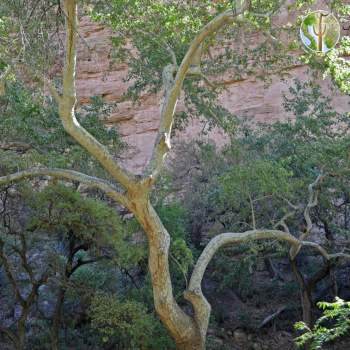 Platanus wrightii, Arizona sycamore