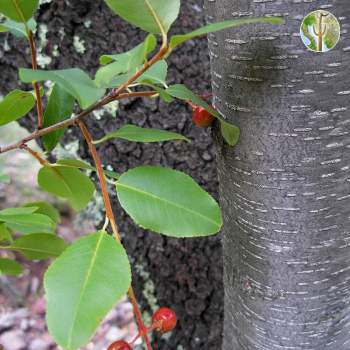 Prunus serotina, Arizona