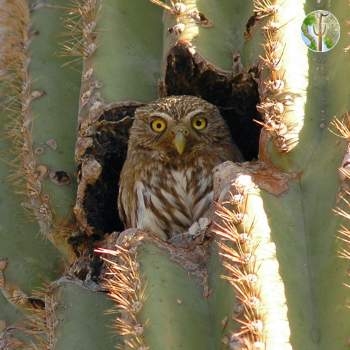 Cactus ferruginous pygmy-owl in saguaro