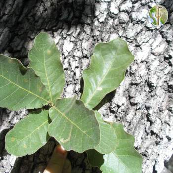 Quercus chihuahuensis leaves and bark
