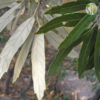 Quercus hypoleucoides, silverleaf oak