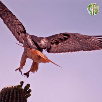 Red-tailed hawk landing on saguaro