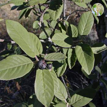 Rhamnus (Frangula) californica with fruit