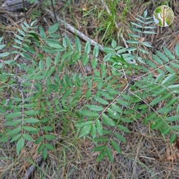 Rhus glabra