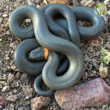 Diadophis punctatus, ring-necked snake