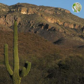 Saguaro and the northern Sierra El Humo