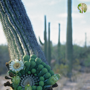 Hanging saguaro arm with flowers and buds