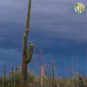 Saguaro and desert storm