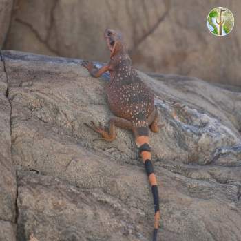 Sauromalus ater, Common Chuckwalla