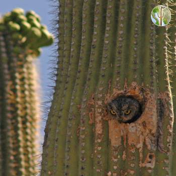 Western screech-owl peeking out of saguaro cavity