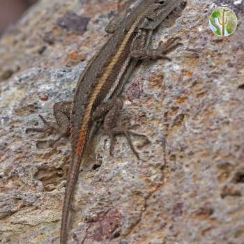 Sceloporus virgatus