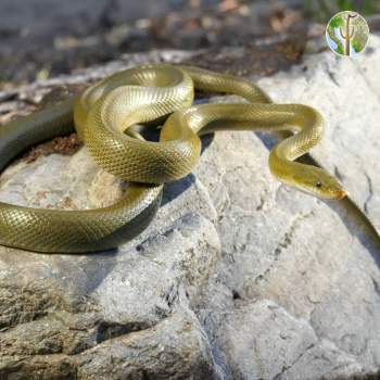 Senticolis triaspis, green rat snake