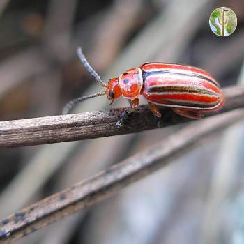 Small stripped red beetle in pine/oak forest