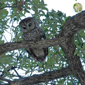 Spotted owl in oak