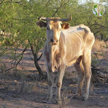 Starving cow in semi-desert grasslands