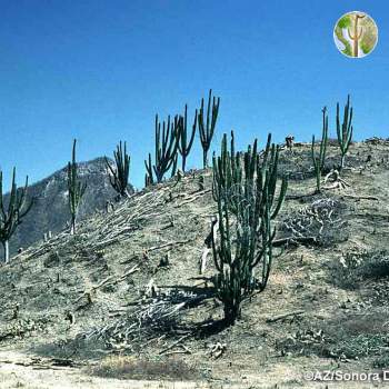 Tropical Deciduous Forest cleared for cattle (©AZ/Sonora Desert Museum)