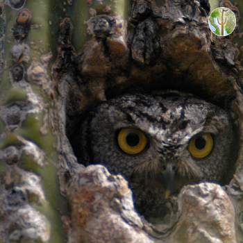 Western screech-owl in saguaro cavity