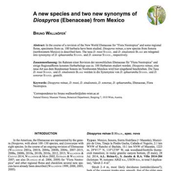 A new species and two new synonyms of Diospyros (Ebenaceae) from Mexico - cover