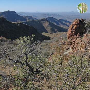 Sierra El Humo looking down north facing canyon