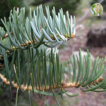 Abies concolor (white fir) needles