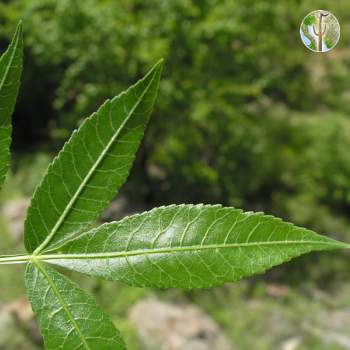 Bursera lancifolia leaf