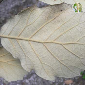 Quercus macvaughii leaf underside