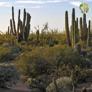 Central Gulf Coast vegetation community, a sub-division of the Sonoran Desert