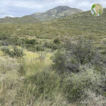Chihuahuan Desert Scrub vegetation community (SW of Bisbee, AZ)