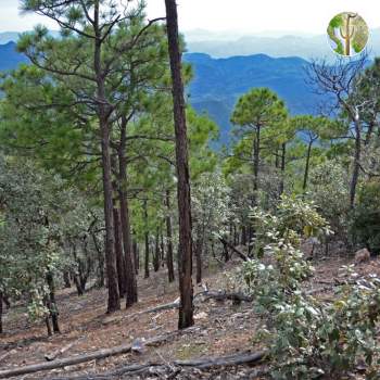 Madrean Pine/Oak Woodland vegetation community, Sierra El Tigre