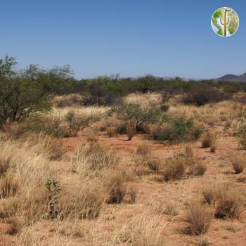 Semi-desert grassland vegetation community