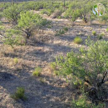 Semi-desert grassland vegetation community