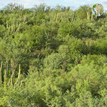 Sinaloan thorn-scrub vegetation community