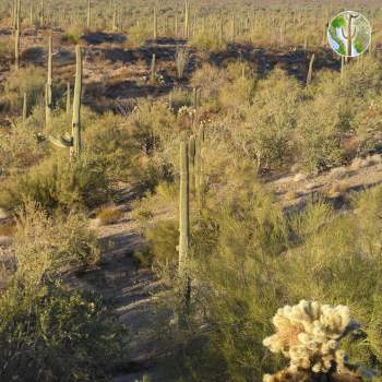 Sonoran Desert - Arizona Uplands Subdivision