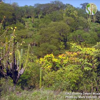 Tropical Deciduous Forest vegetation community (TDF) - ©AZ/Sonora Desert Museum, Mark Dimmitt 1991