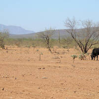 Overgrazed land with cow in Lower Colorado River Valley Sonoran Desert