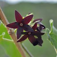 Matelea tristiflora