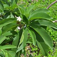 Plumeria rubra