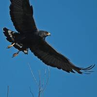 Zone-tailed Hawk flying and calling