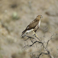 Red-tailed Hawk perched