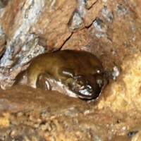 Incilius alvarius, Sonoran Desert toad