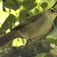 Sinaloa Wren, Sonora