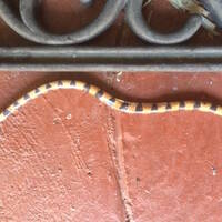 Arizona Banded Sandsnake