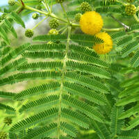 Acacia cochliacantha leaves and flower