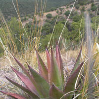 Agave palmeri and view