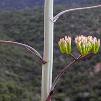 Agave palmeri stalk and flowers