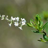Aloysia gratissima flower
