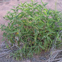 Ambrosia ambrosioides