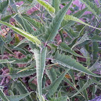 Ambrosia ambrosioides