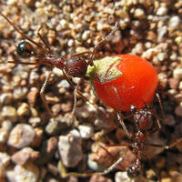 Ants dragging wolfberry fruit